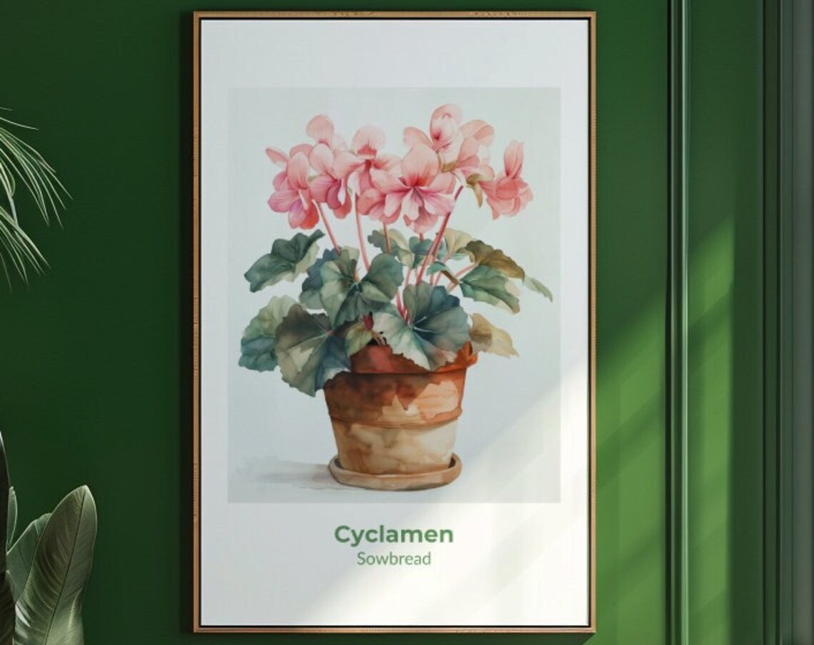 Cyclamen Sowbread Pink Blooms Watercolor Botanical Art Poster