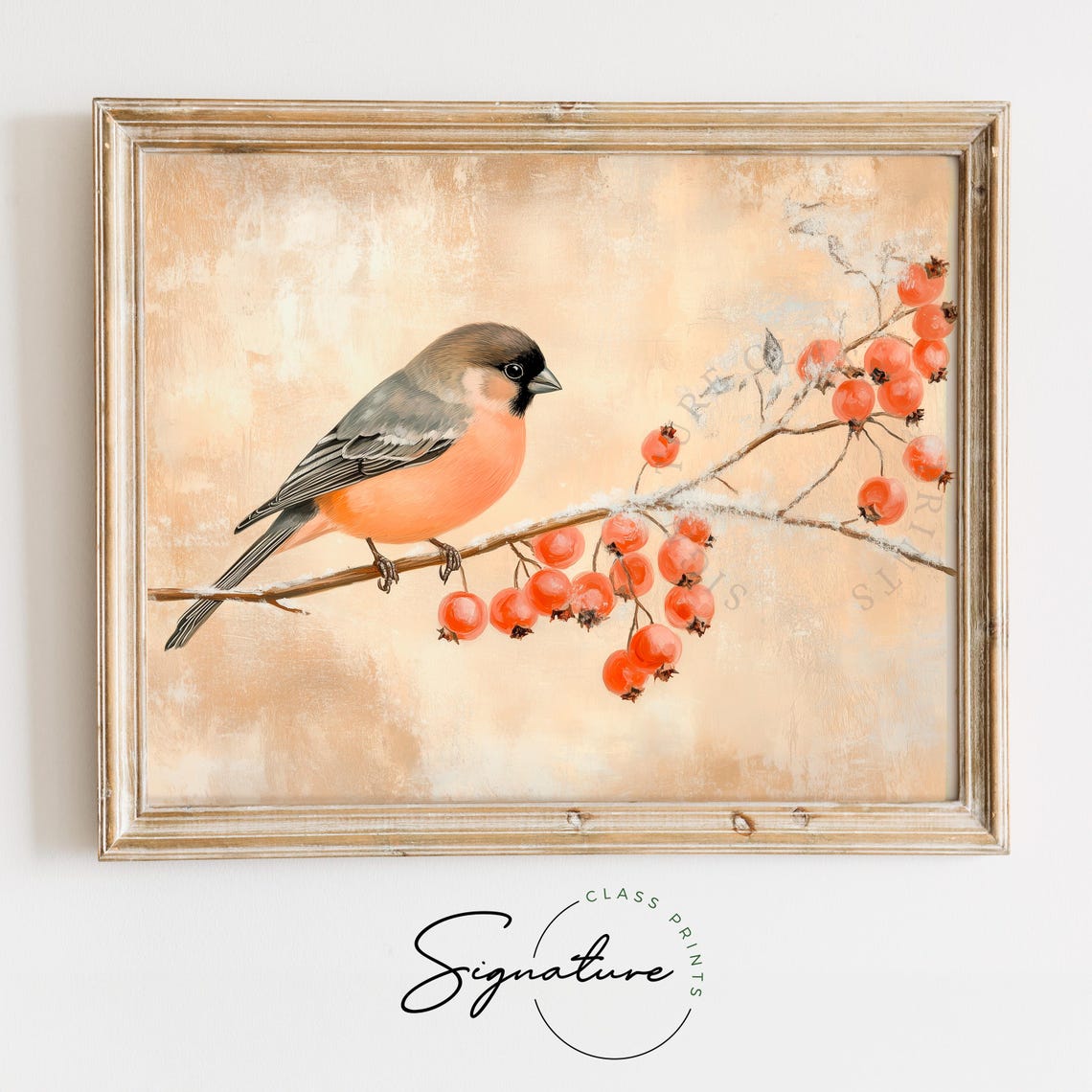 Coral Bullfinch On Frosty Rosehip Branch Vintage Bird Art Poster