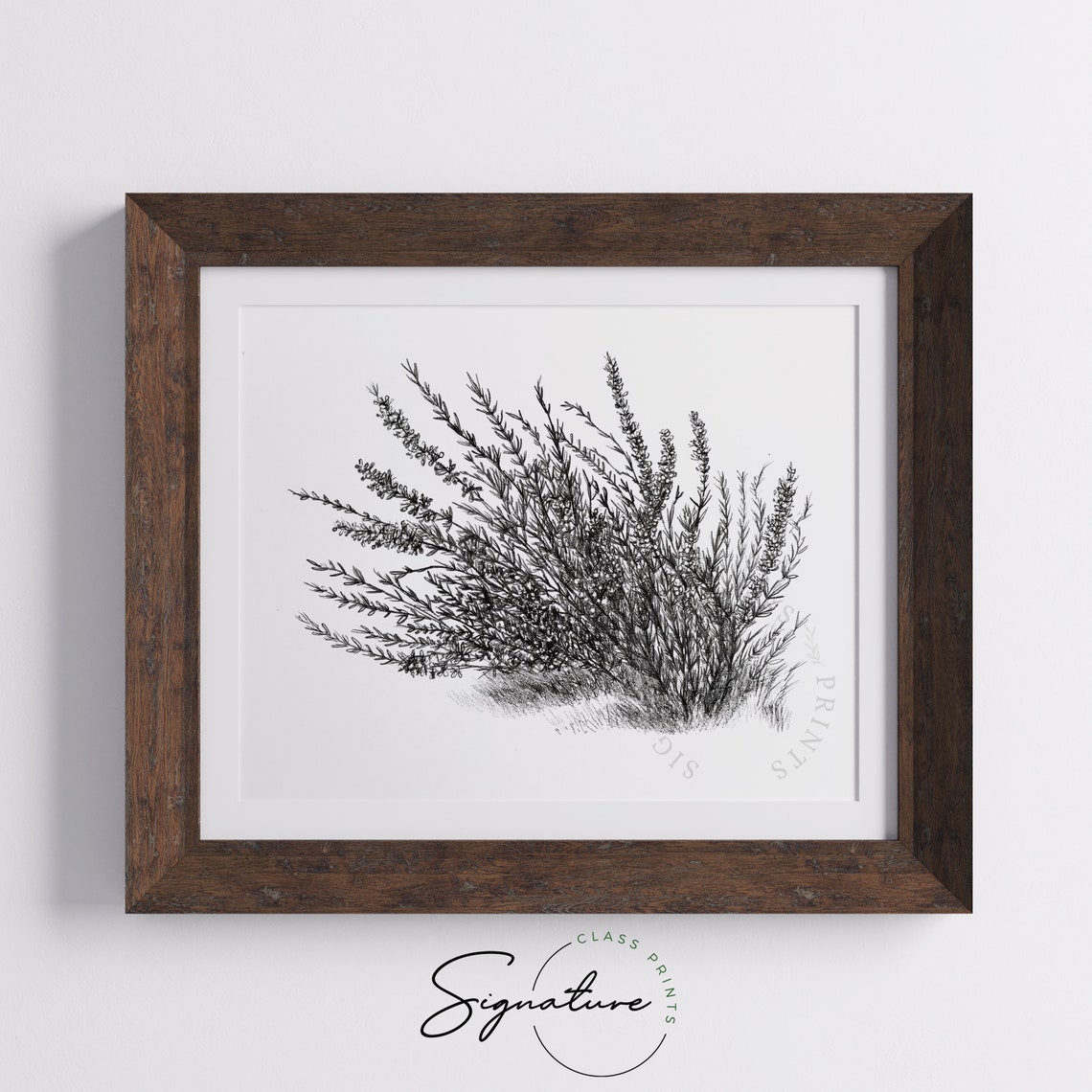 Lavender Botanical Ink Sketch Black and White Herbal Drawing Poster - Image 5