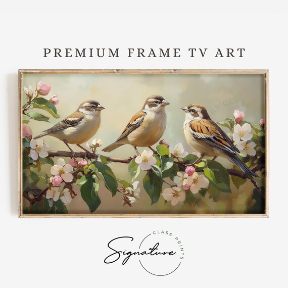 Three Sparrows On White Apple Blossom Branch Spring Morning Poster
