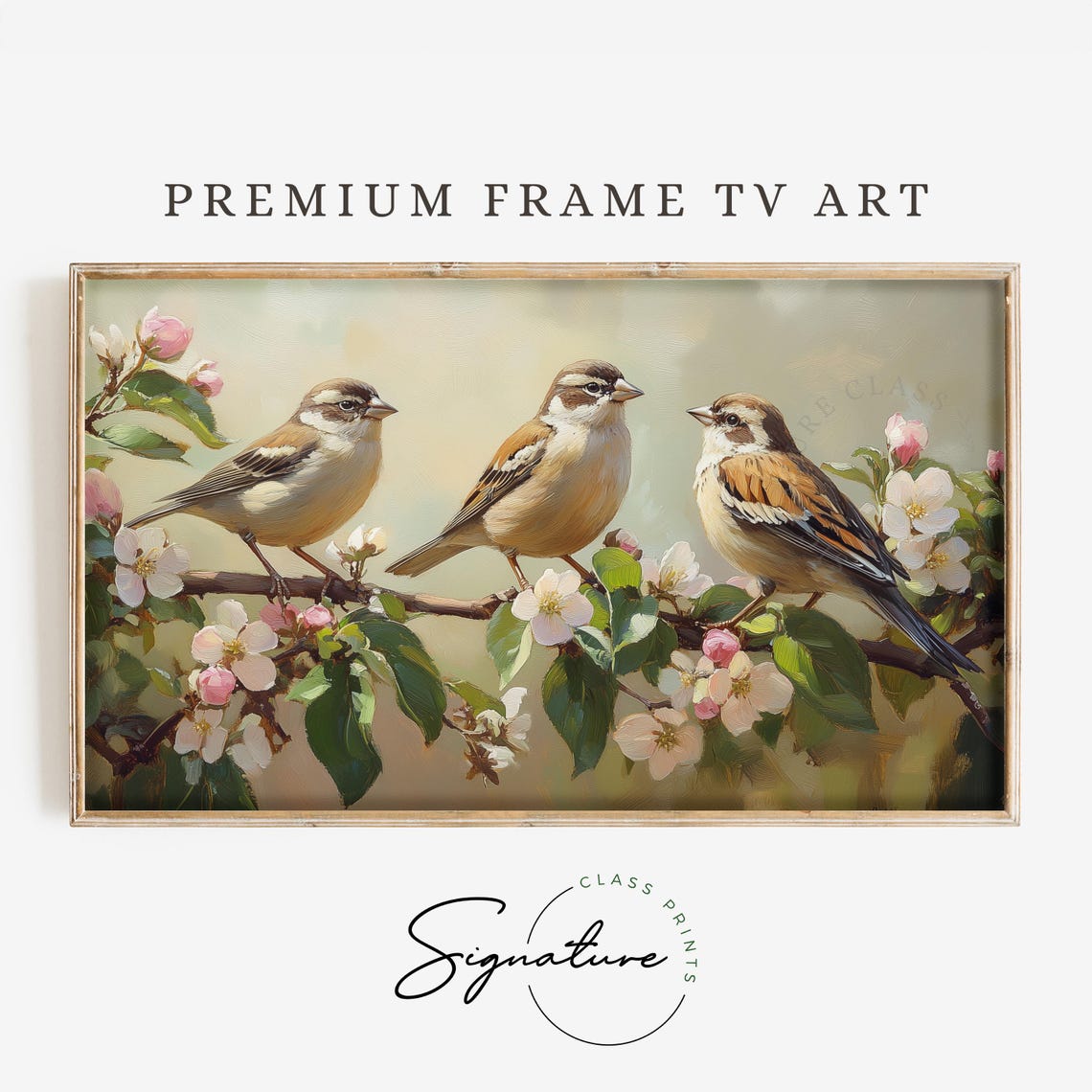 Three Sparrows On White Apple Blossom Branch Spring Morning Poster