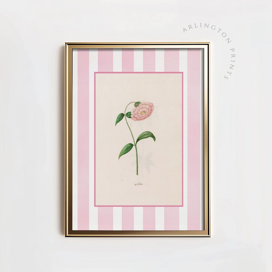 Pink Striped Vintage Chrysanthemum Botanical Floral Nursery Poster