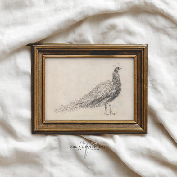 Vintage Bird Study Peacock Sketch Rustic Farmhouse Wall Art Antique Animal Drawing Illustration Decor 824