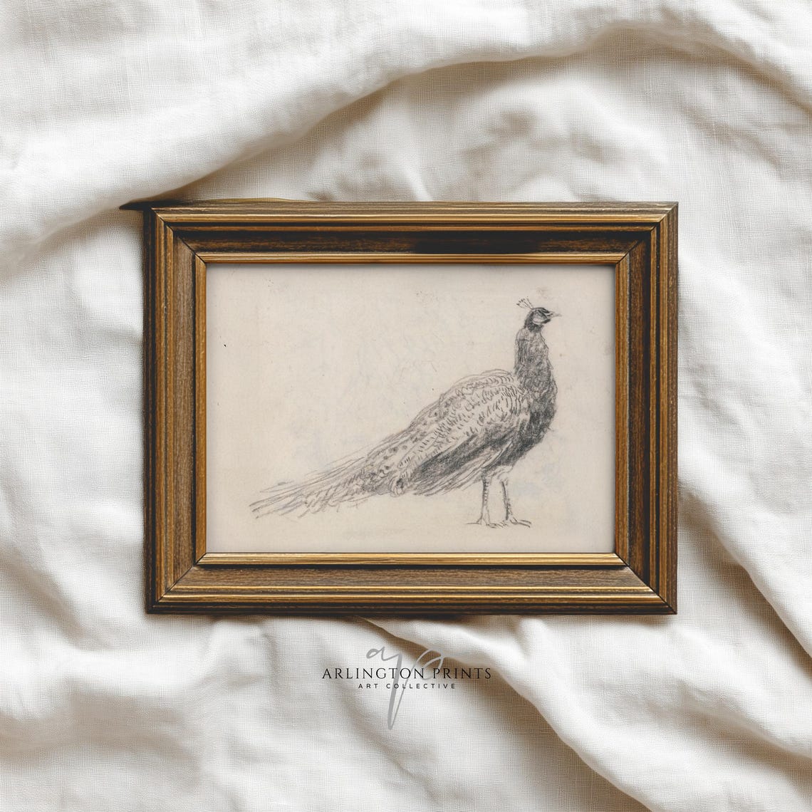 Peacock Pencil Sketch Vintage Bird Study Antique Style Art Print