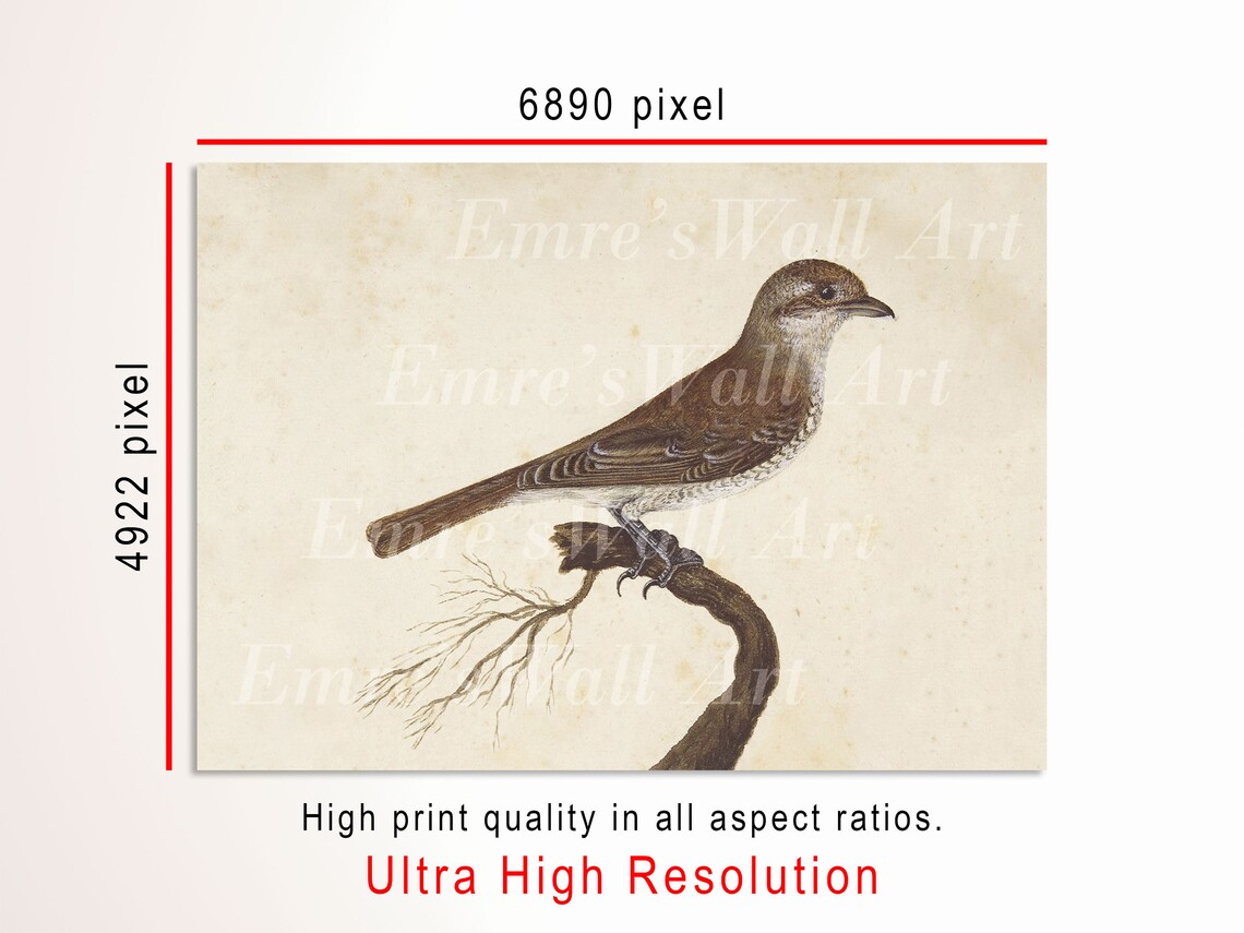 Antique Brown Bird Painting Vintage Songbird Branch Botanical Poster - Image 3