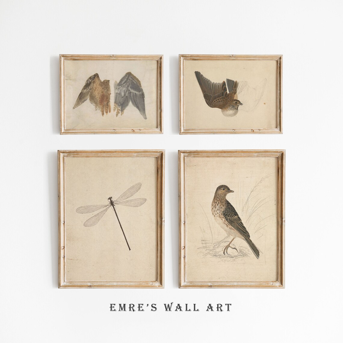 Vintage Songbird Wings Dragonfly Naturalist Sketch Set of 4 Poster