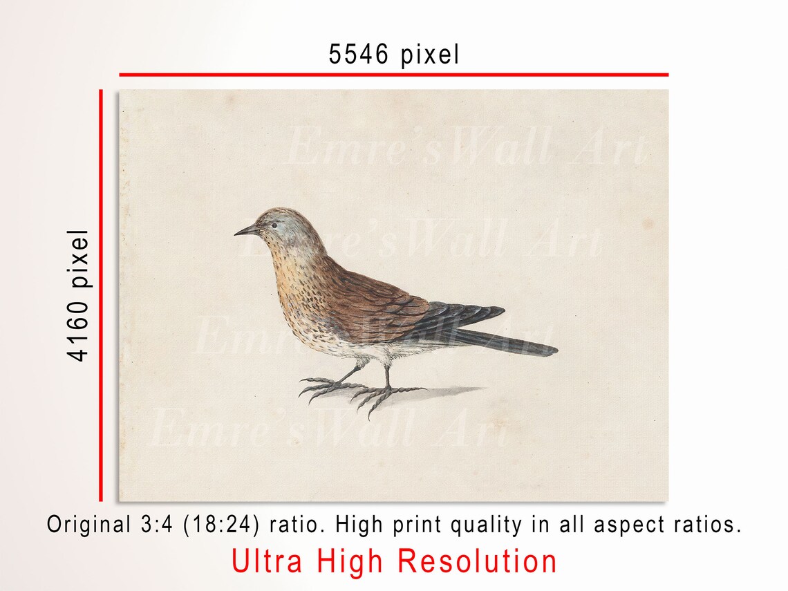 Vintage Bird Drawing, Farmhouse Bird Art Print - Image 3