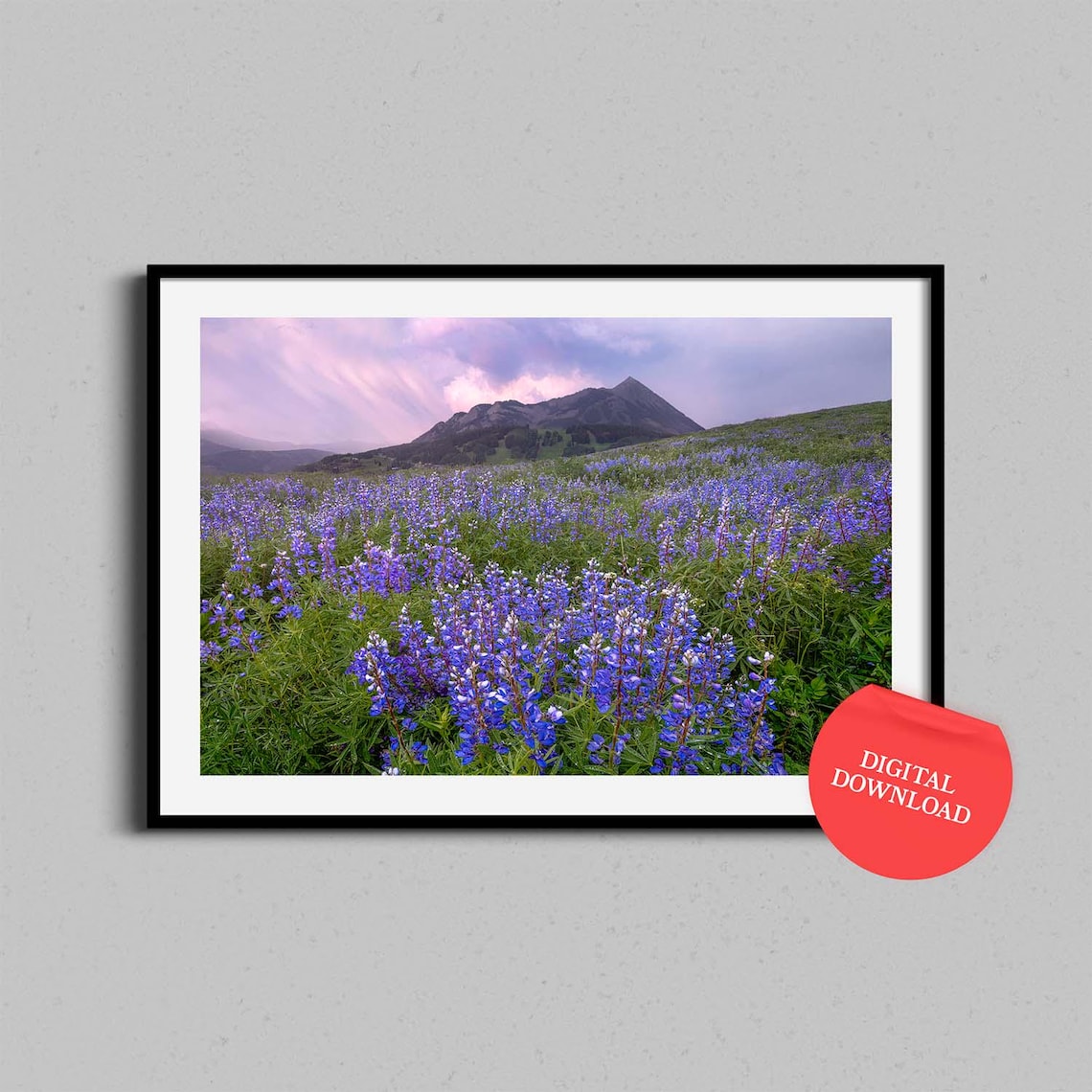 Crested Butte Colorado Wildflower Lupine Meadow Mountain Photo Poster