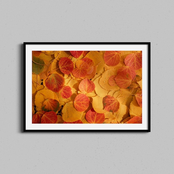 Autumn Aspen Leaves With Dew Drops Nature Photography Art Poster