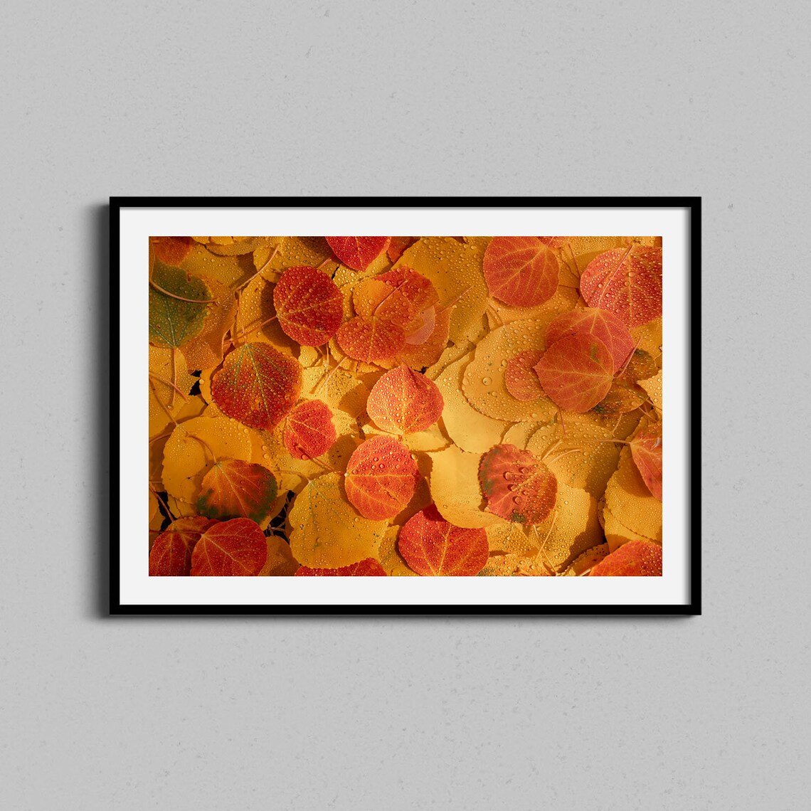 Autumn Aspen Leaves With Dew Drops Nature Photography Art Poster