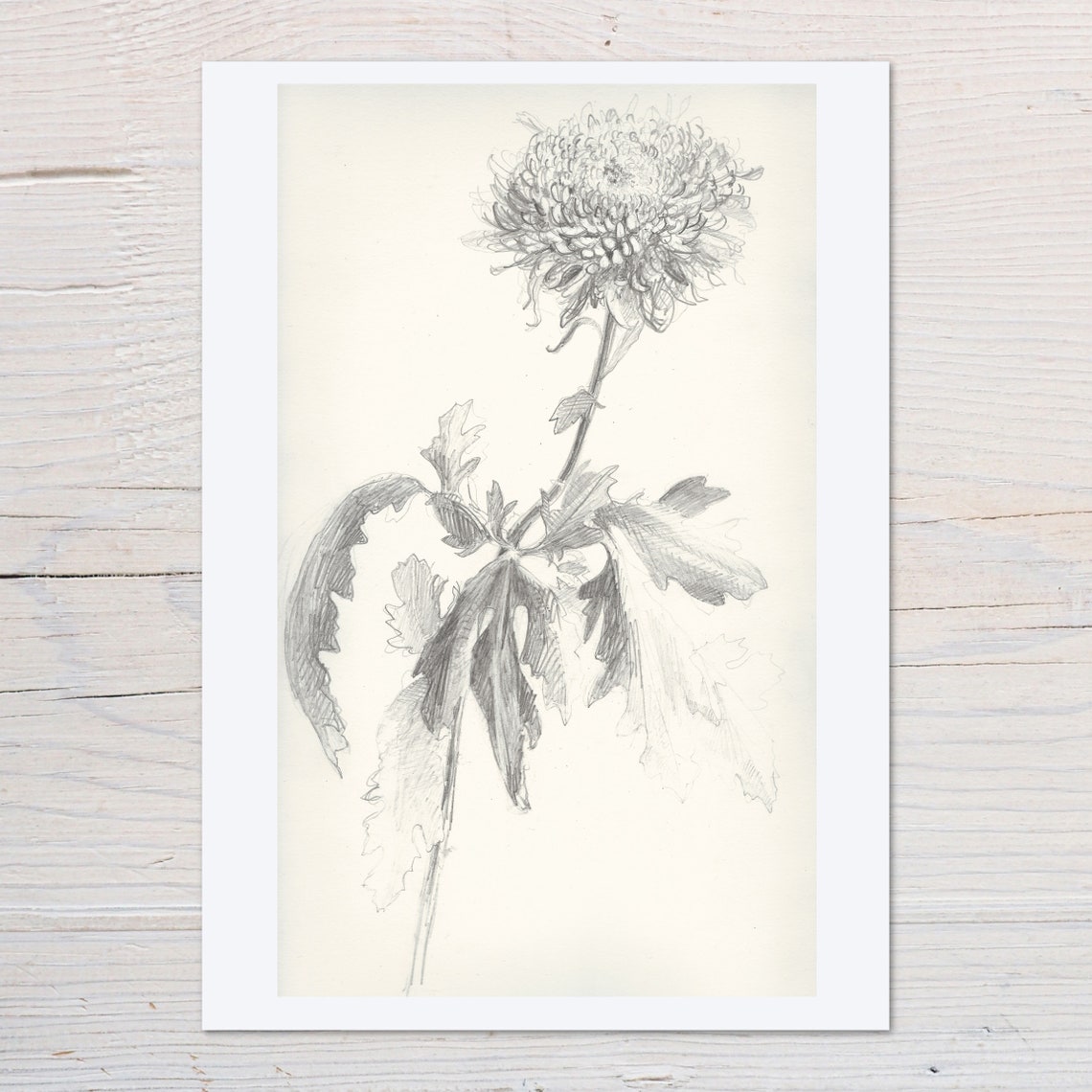 Chrysanthemum Flower Pencil Sketch Botanical Line Drawing Art Print
