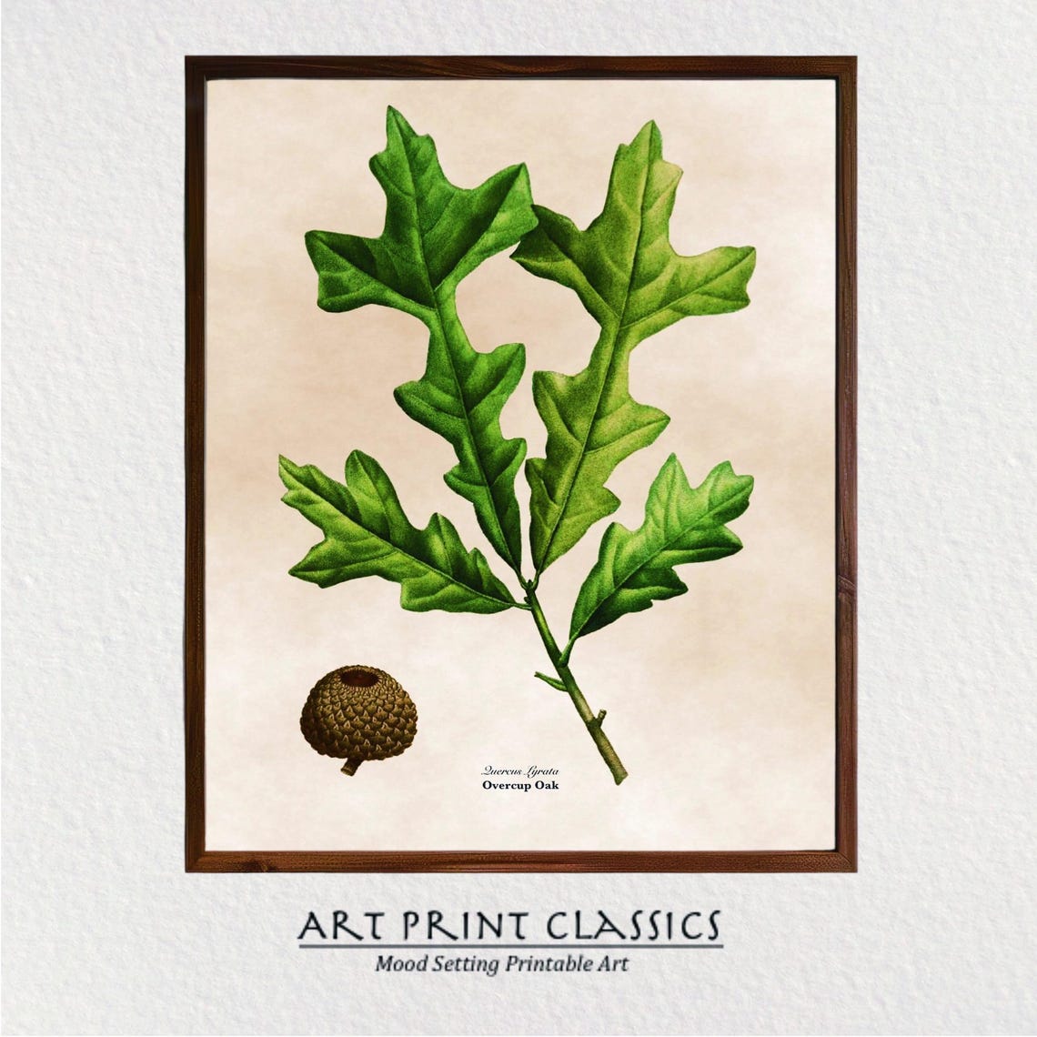 Vintage Overcup Oak Botanical Illustration Lobed Leaf Acorn Poster