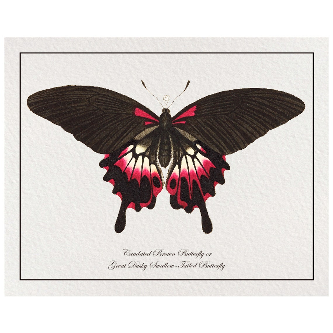 Vintage Black Pink Swallowtail Butterfly Natural History Art Poster - Image 4