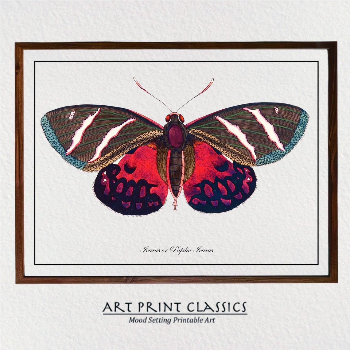 Vintage Icarus Butterfly Natural History Illustration Red Wings Poster