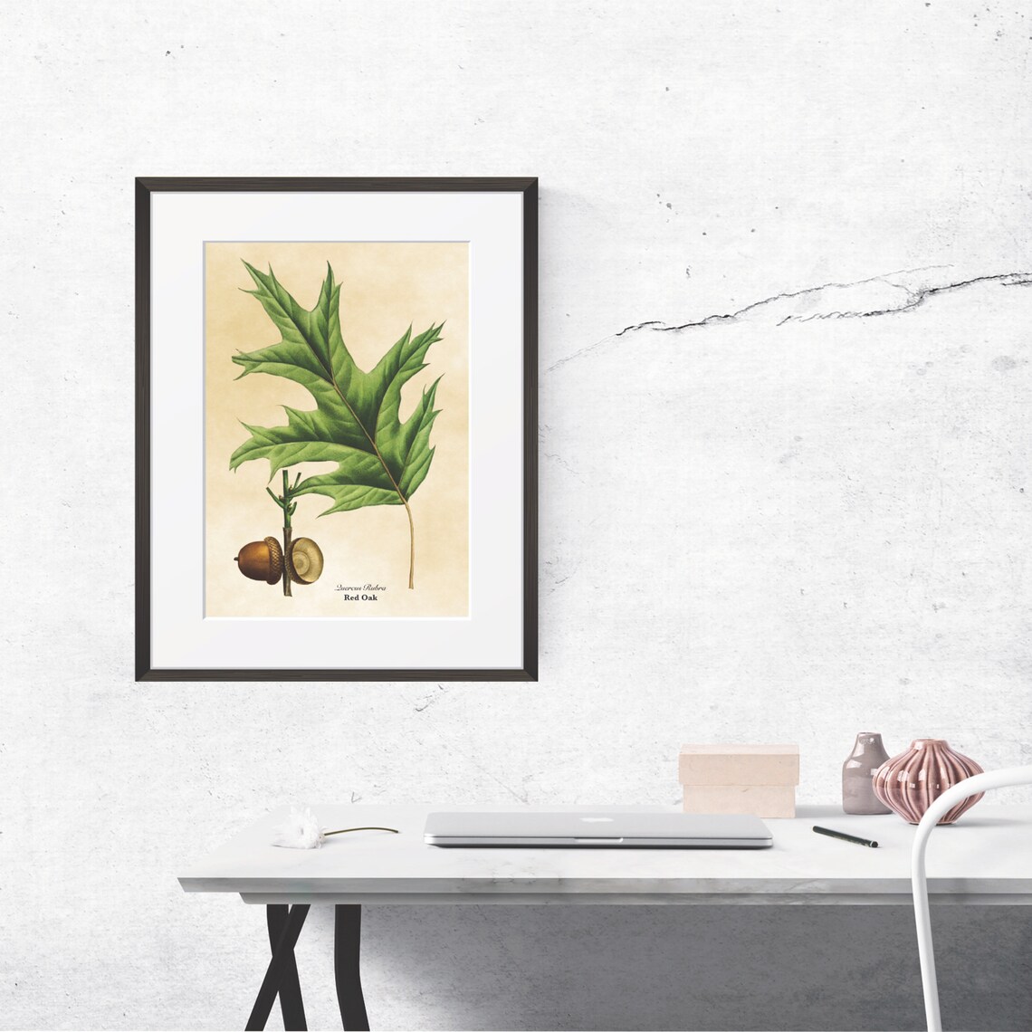 Vintage Red Oak Botanical Illustration Pointed Leaves Acorns Poster - Image 3