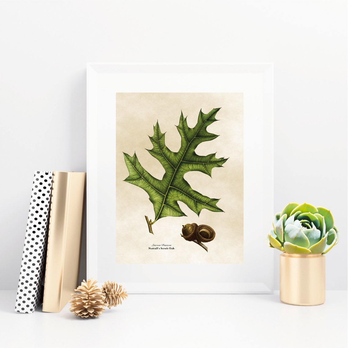 Vintage Nuttalls Scrub Oak Botanical Illustration Leaf Acorn Poster - Image 2