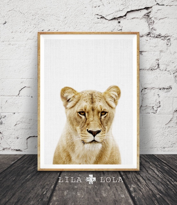 Lioness Portrait Print, African Animal Wall Art