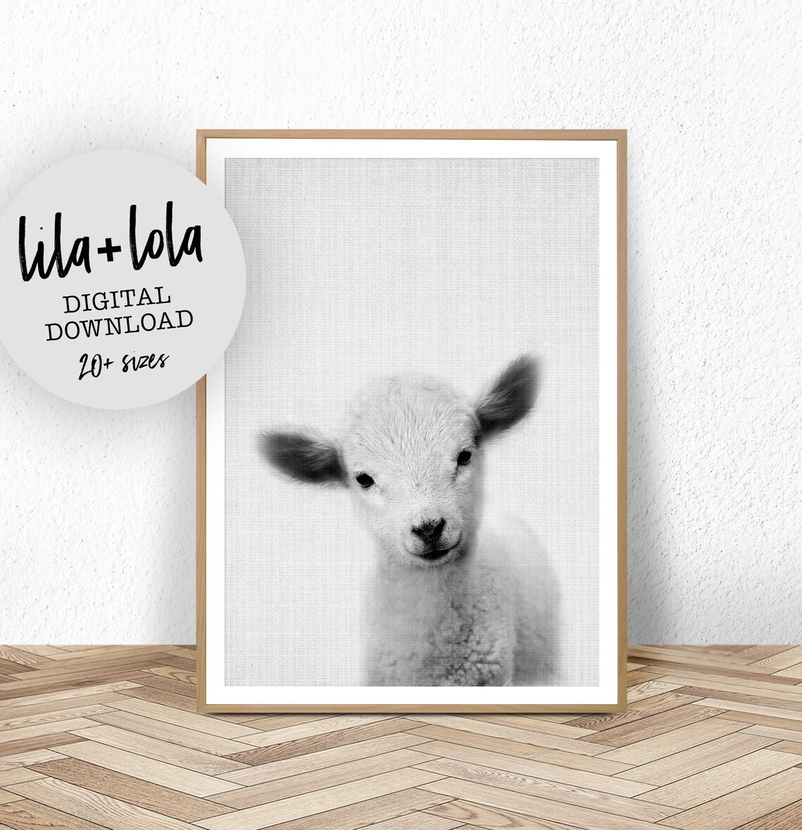 Baby Lamb Black And White Farm Animal Portrait