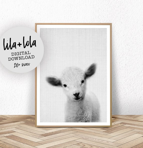 Baby Lamb Black And White Farm Animal Portrait