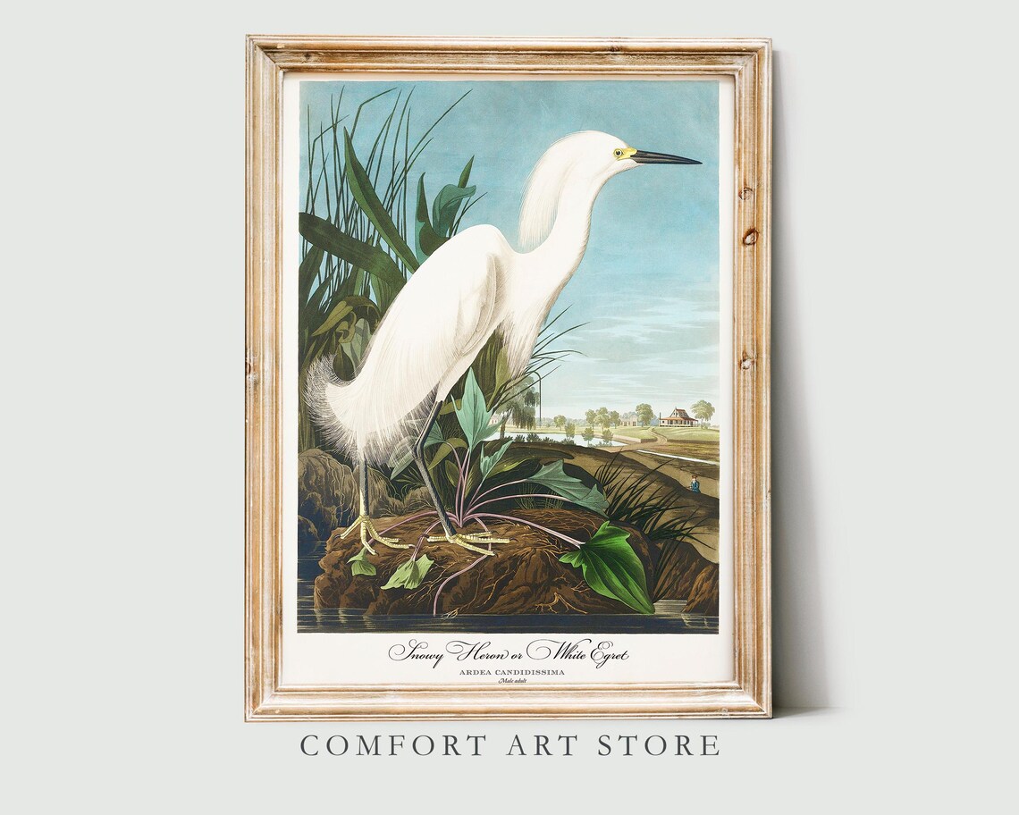John Audubon Snowy Heron Retro Art Print