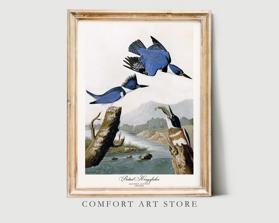Belted Kingfisher Audubon Style Vintage River Bird Trio Nature Poster