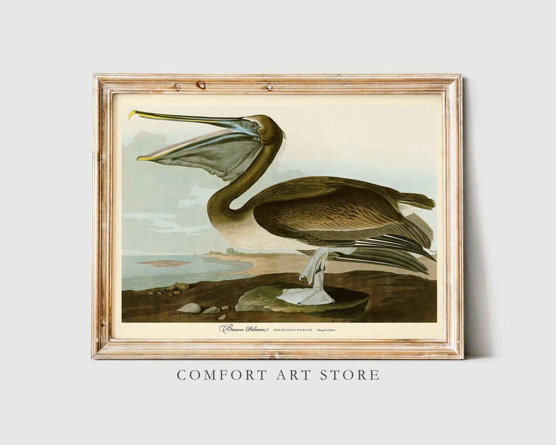 Brown Pelican Vintage Bird Poster, John Audubon