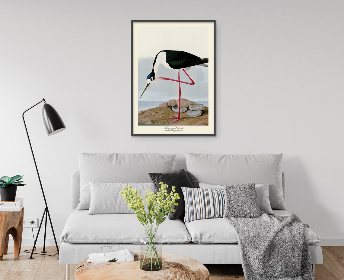 Long Legged Avocet Audubon Style Vintage Red Leg Wader Bird Poster - Image 3