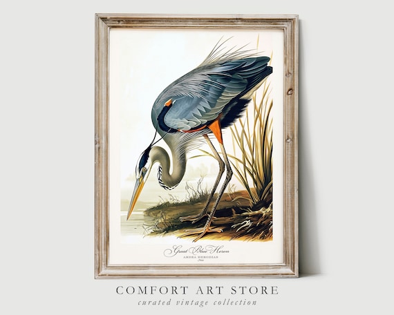 Great Blue Heron Vintage Nature Poster Print
