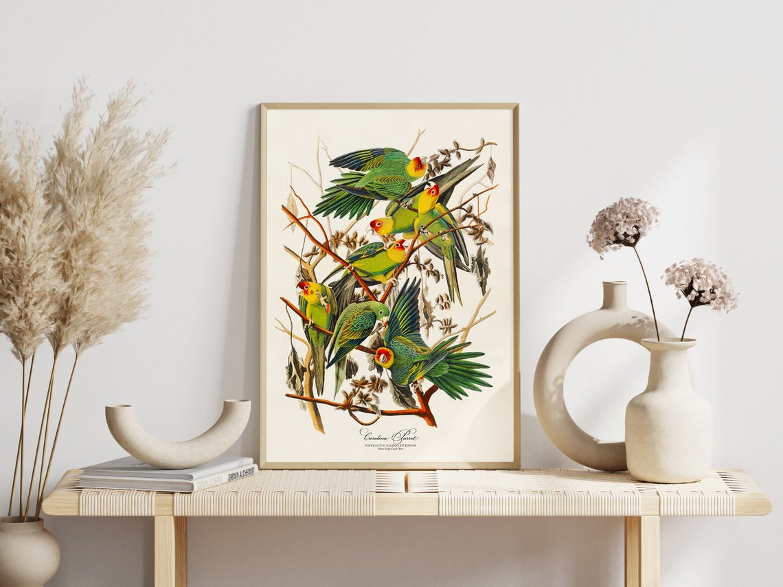 Carolina Parrot Audubon Style Vintage Bird Art Gallery Wall Poster