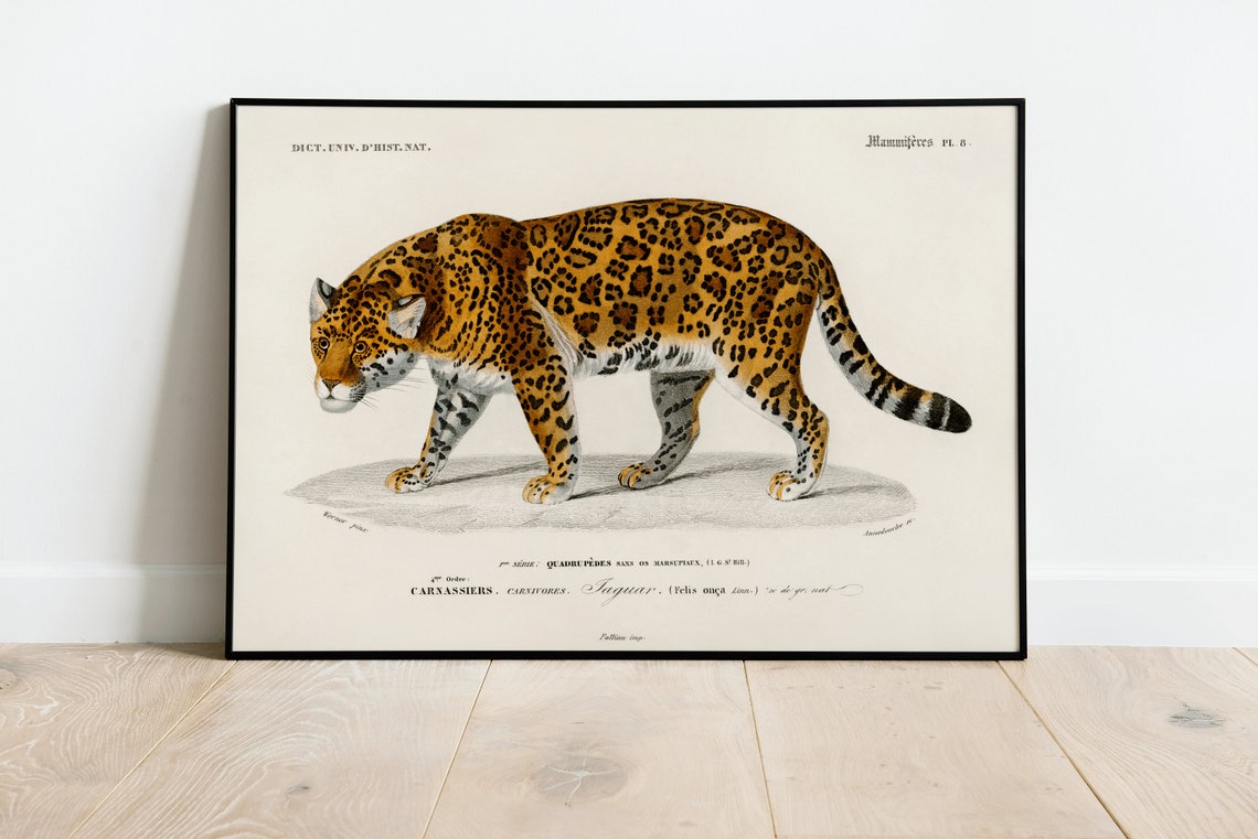 Vintage Jaguar Felis Onca Natural History Illustration Art Poster
