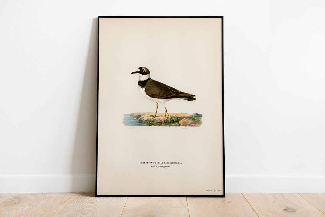 Little Ringed Plover Vintage Nature Art Print