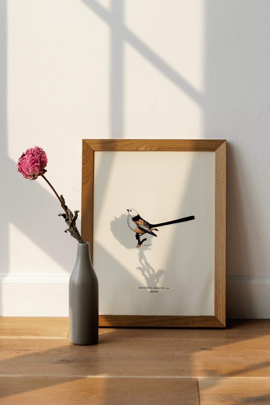 Long Tailed Tit Bird Vintage Nature Art Print - Image 4