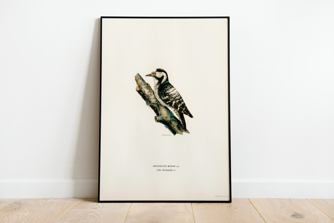 Lesser Spotted Woodpecker Vintage Bird Illustration Archival Poster