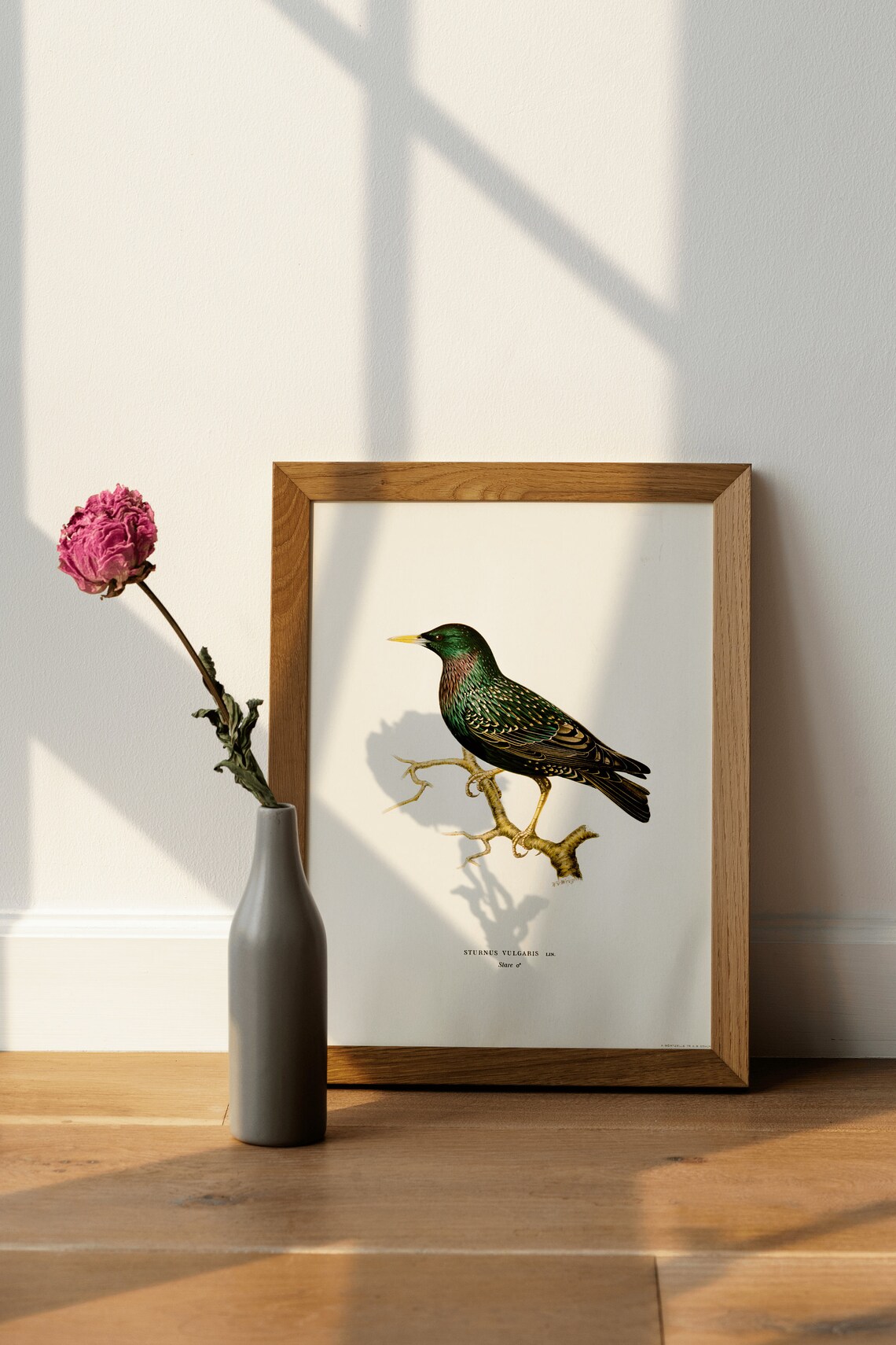 Starling Bird Vintage Nature Art Print Poster - Image 4