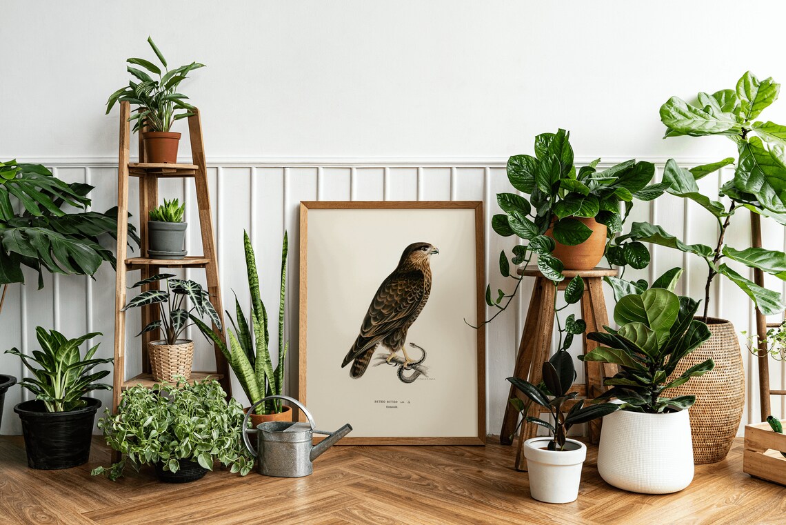 Buzzard Bird Of Prey Vintage Nature Art Print - Image 3