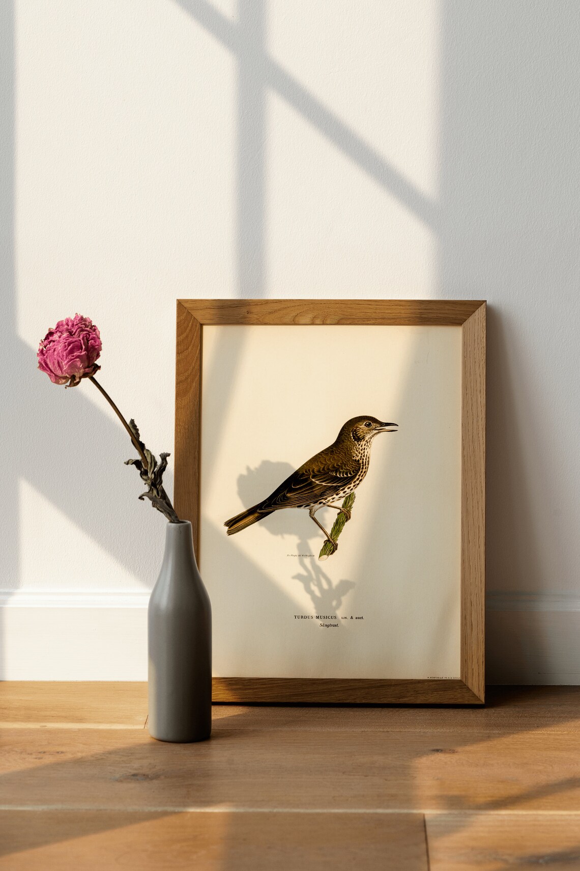 Song Thrush Bird Art Print, Vintage Nature Decor - Image 4