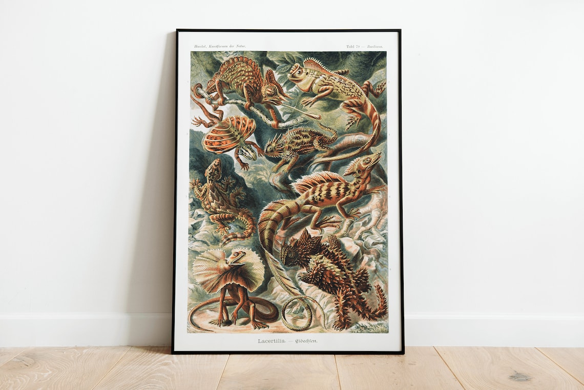 Ernst Haeckel Reptiles Vintage Art Deco Print