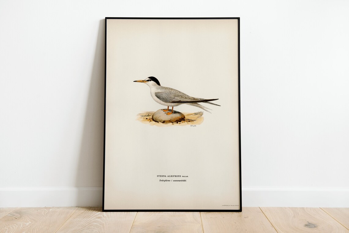 Little Tern Sea Bird Vintage Nature Art Print