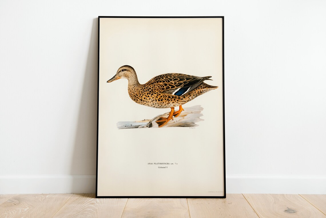 Female Mallard Duck Vintage Ornithology Bird Illustration Print