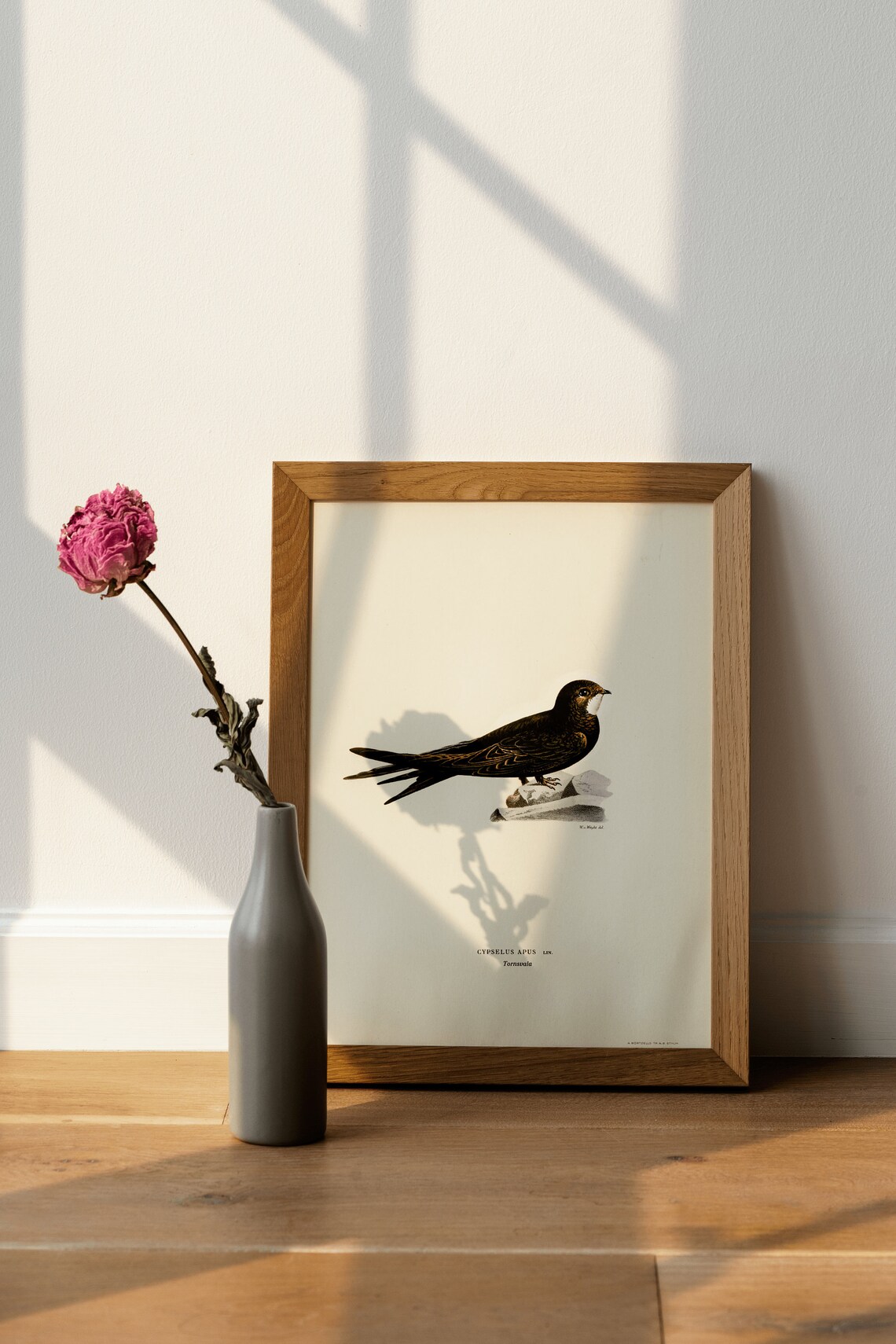 Swift Bird Vintage Nature Art Print, Classic Home Decor - Image 4