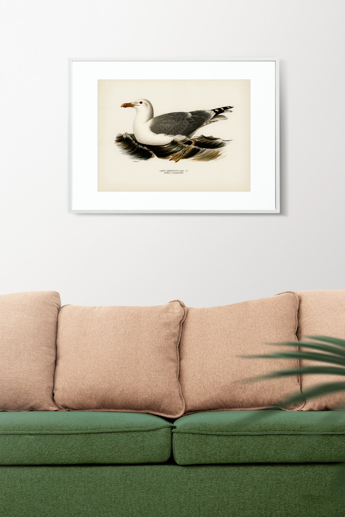 Herring Gull Vintage Ornithology Seabird Illustration Art Print - Image 2