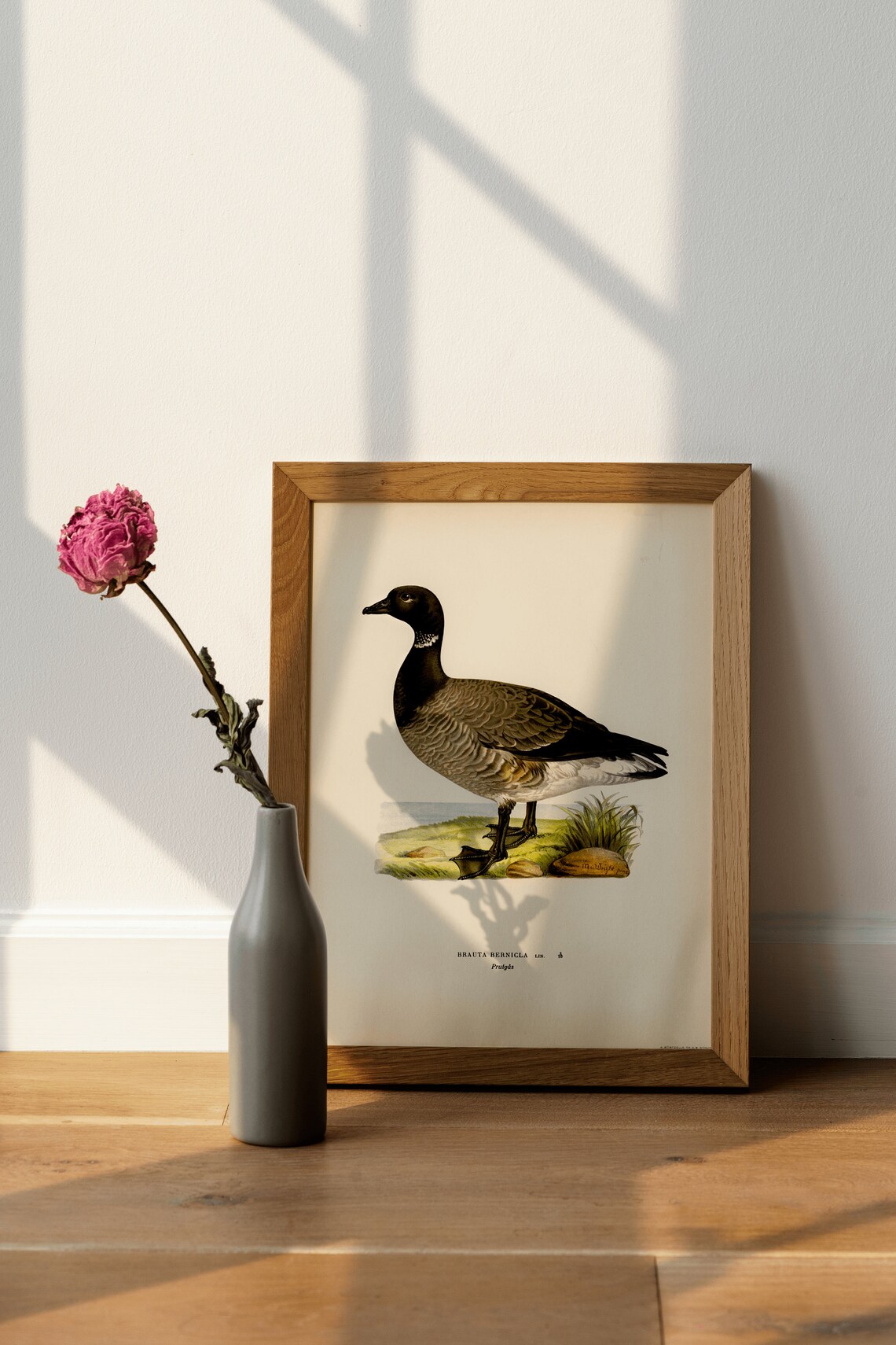 Brent Goose Bird Art Print, Vintage Nature Decor - Image 4