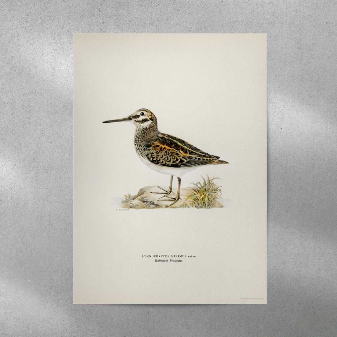 Jack Snipe Wader Bird Art Print, Vintage Nature Decor - Image 4