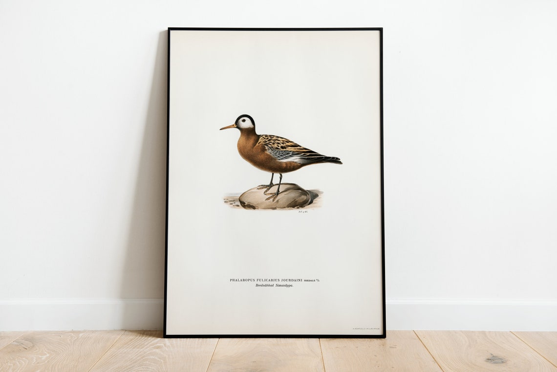 Red Phalarope Vintage Shorebird Illustration Naturalist Print