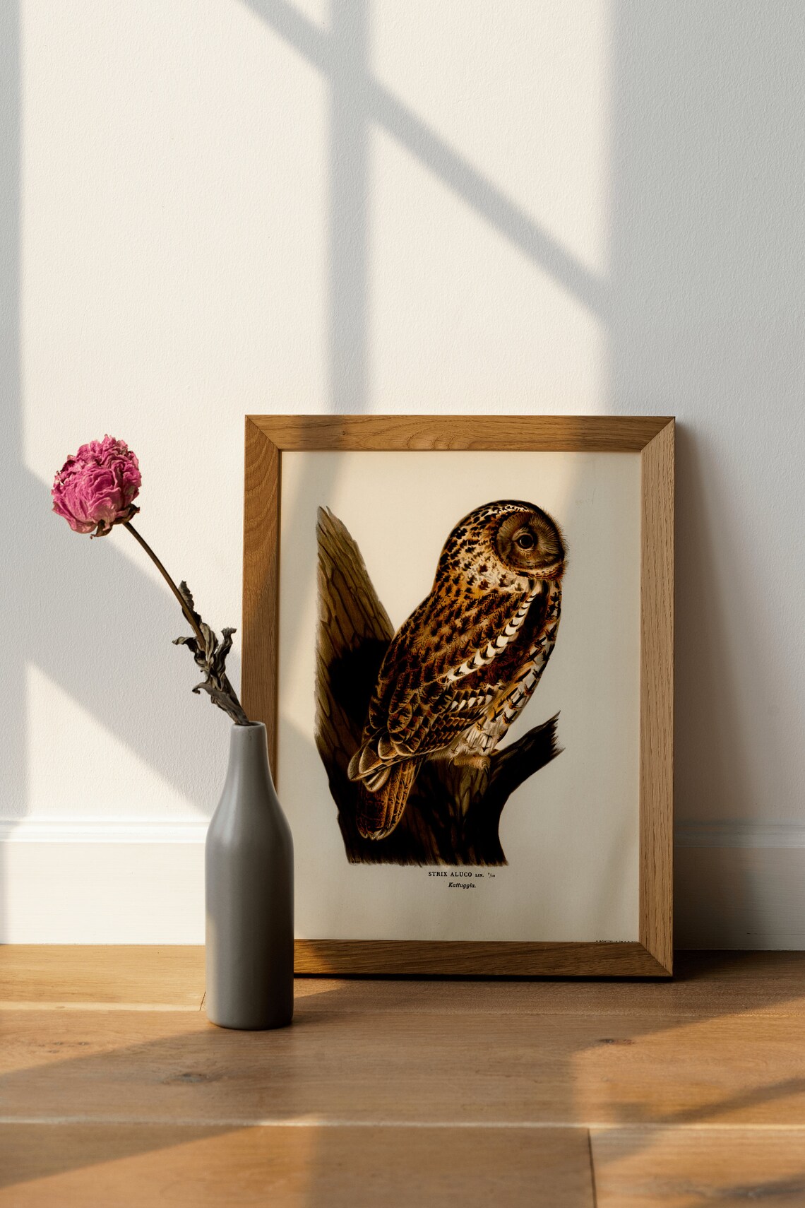 Tawny Owl Bird Of Prey Vintage Nature Art Print - Image 4