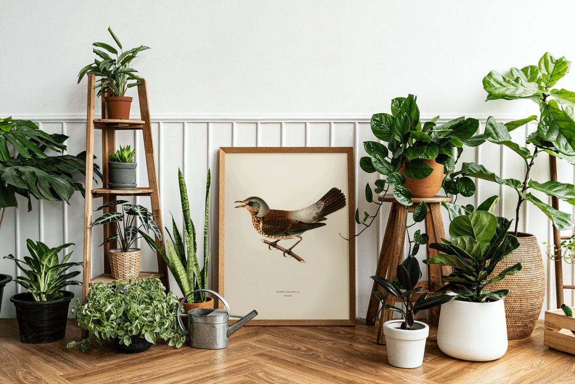 Fieldfare Bird Turdus Pilaris Vintage Bird Illustration Print - Image 3