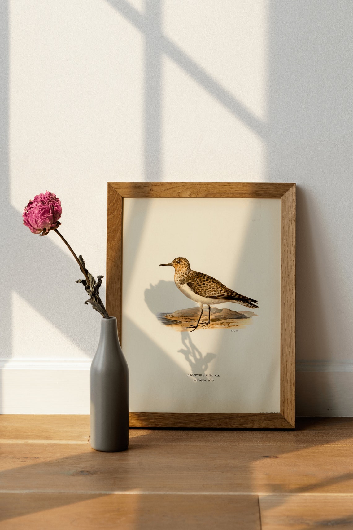 Sanderling Shorebird Vintage Naturalist Wader Illustration Poster - Image 4