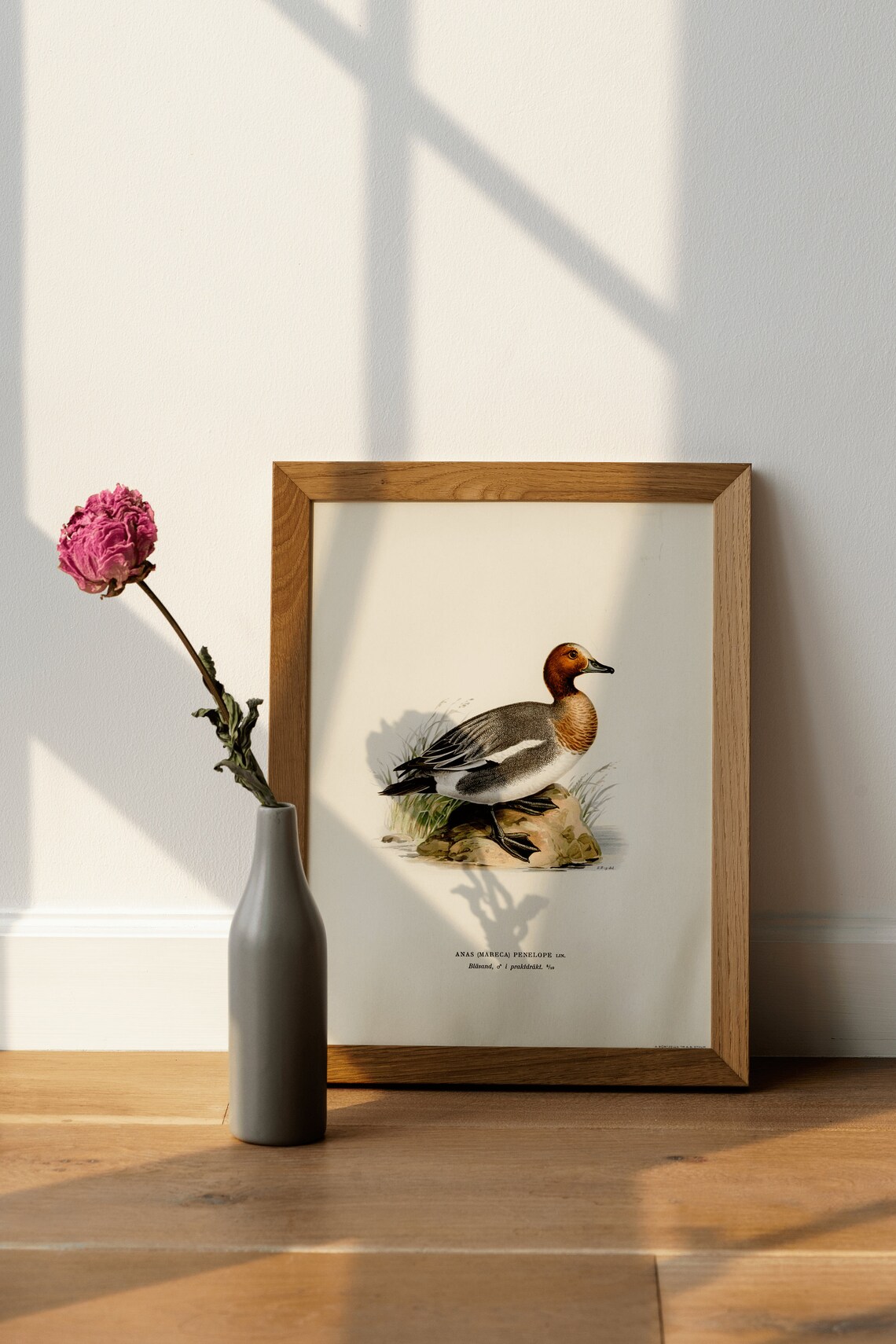 Wigeon Duck Bird Vintage Nature Art Print - Image 3