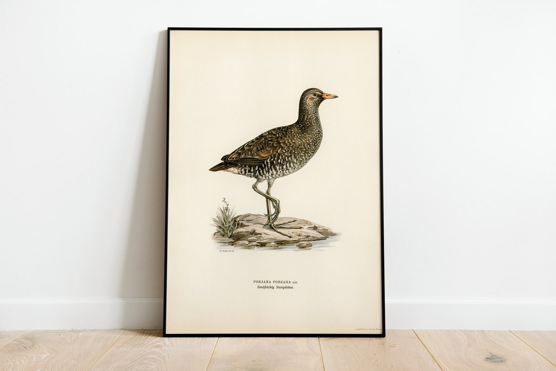 Spotted Crake Vintage Wetland Bird Illustration Naturalist Print