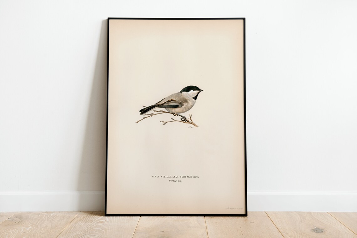 Black Capped Chickadee Vintage Nature Art Print